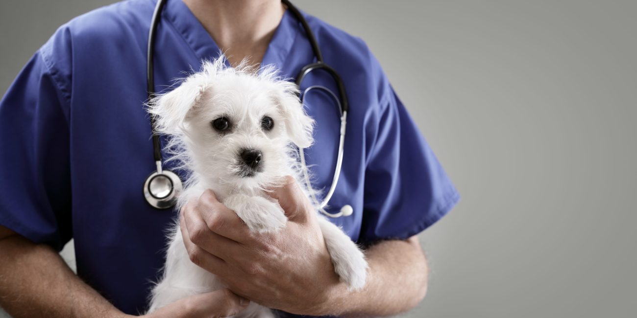 vétérinaire avec un chiot dans les bras