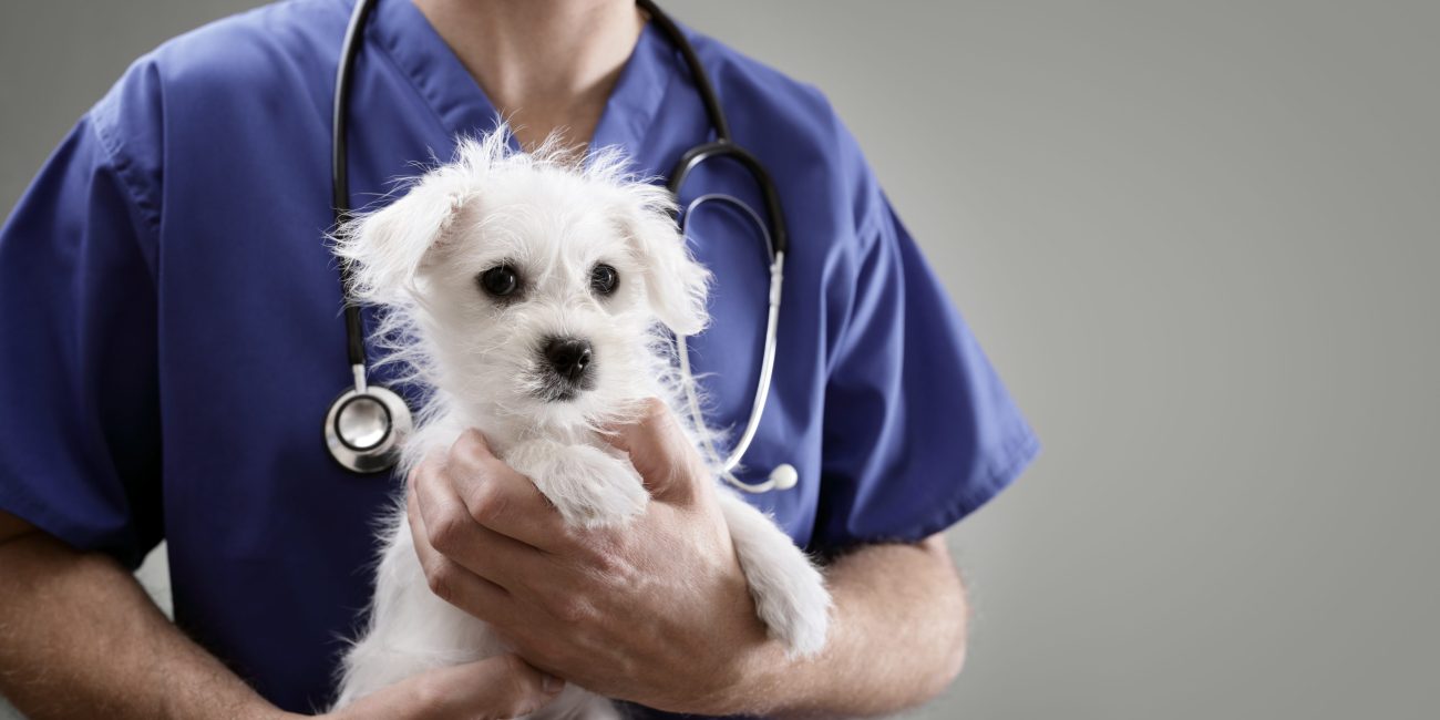 vétérinaire avec un chiot dans les bras