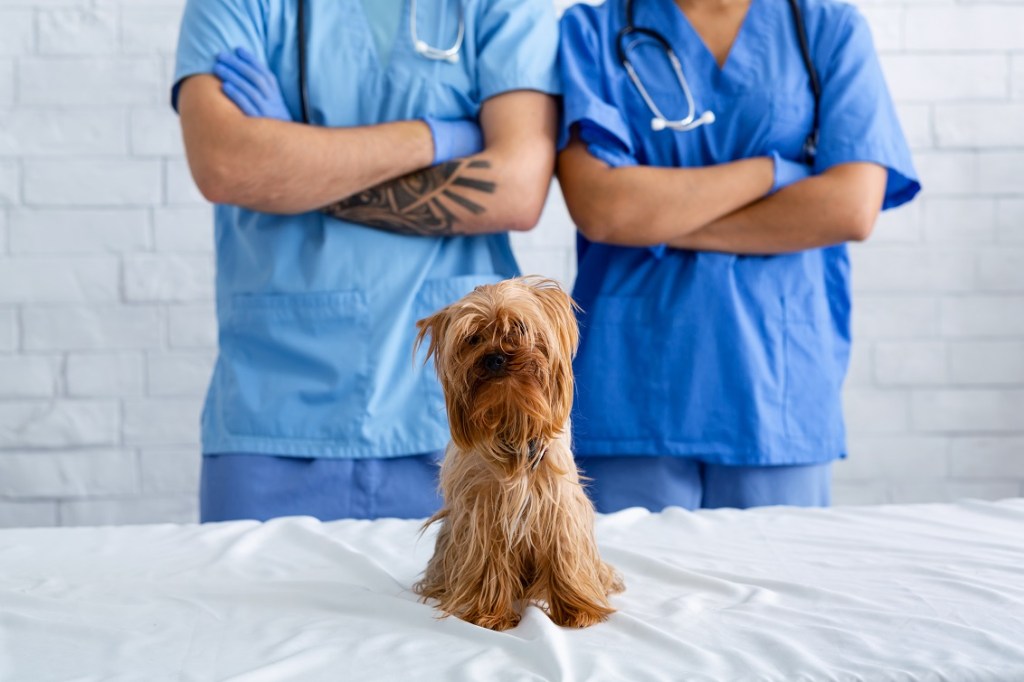 Unrecognizable veterinarian team with crossed arms and adorable Yorkshire terrier at animal clinic, close up
