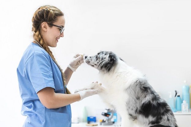 Vétérinaire en soin  avec un chien noir et blanc
