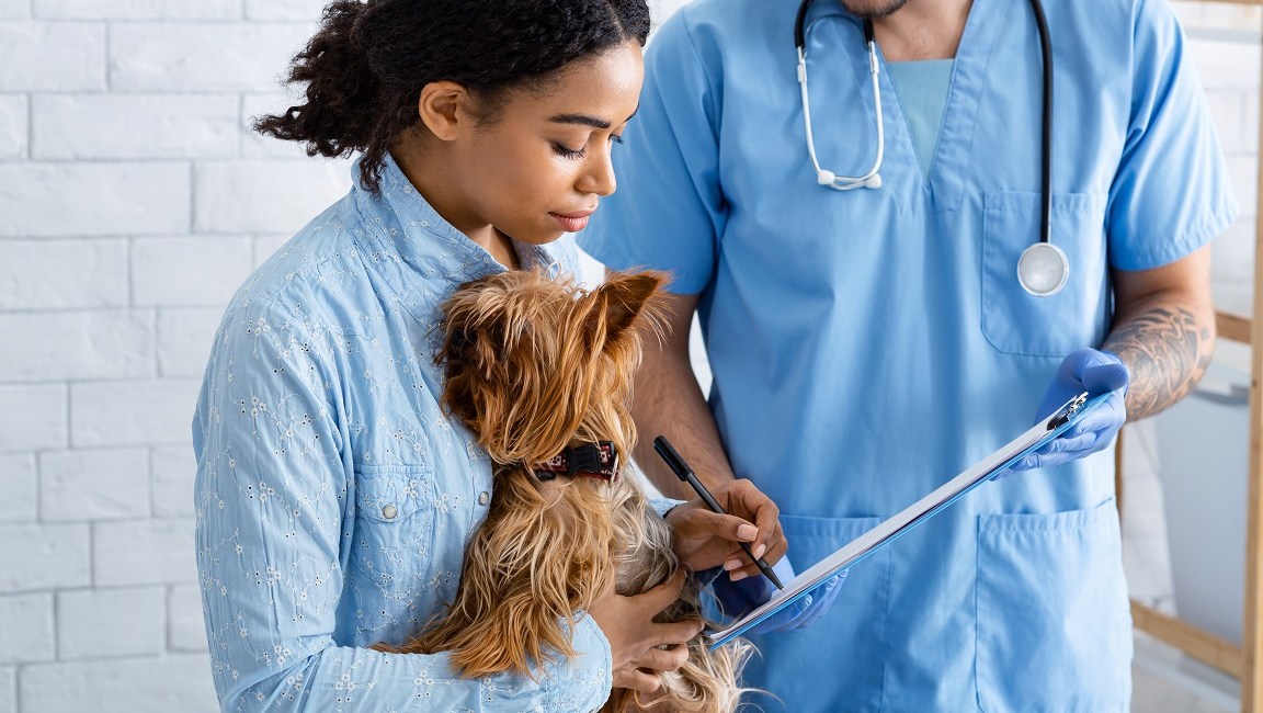 African American client holding Yorkshire terrier dog and vet doctor in animal hospital
