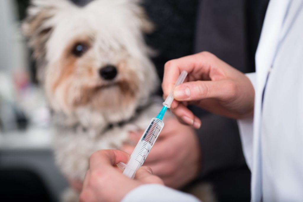 vaccination animaux de compagnie