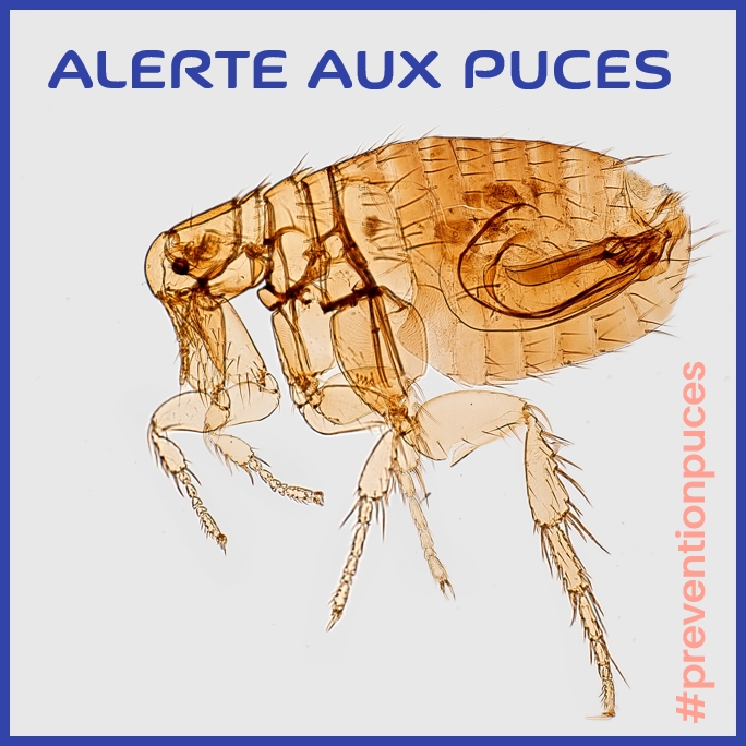 alerte_aux_puces