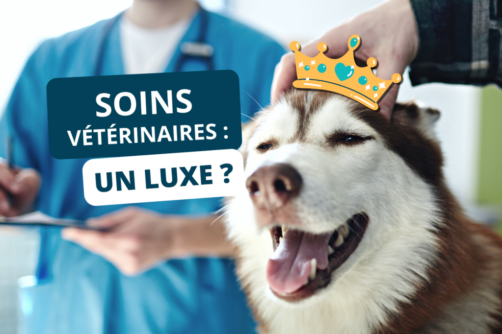 soins vétérinaires : un luxe ?